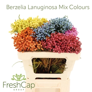 Berzelia Lanuginosa Mix Colours