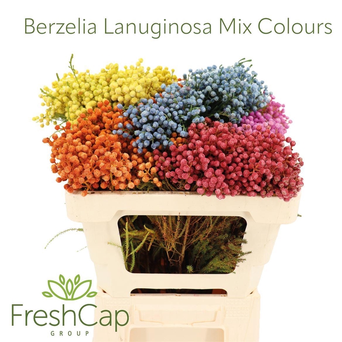 <h4>Berzelia Lanuginosa Mix Colours</h4>