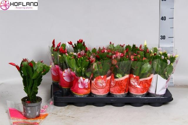 <h4>SCHLUMB GEM 3 KL</h4>