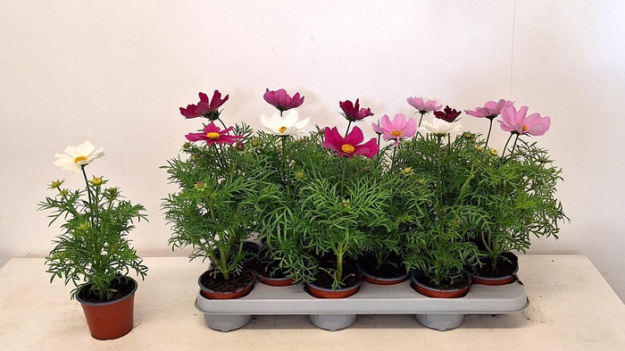 <h4>COSM BIPINNATUS</h4>