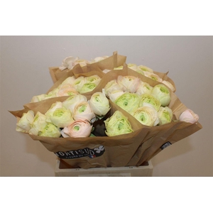 Ran Cloni Ex Pink Sb12