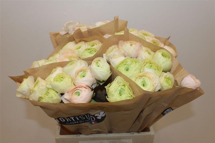 <h4>Ran Cloni Ex Pink Sb12</h4>