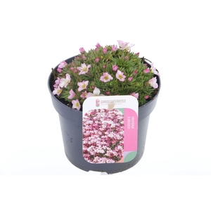 Saxifraga arendsii Ice Colours Appleblossom