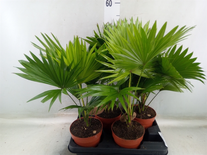 <h4>Livistona rotundifolia</h4>