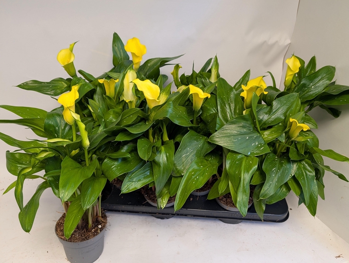 <h4>ZANT SUNCLUB</h4>