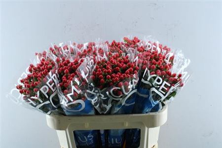 <h4>Hyp Coco Rio</h4>