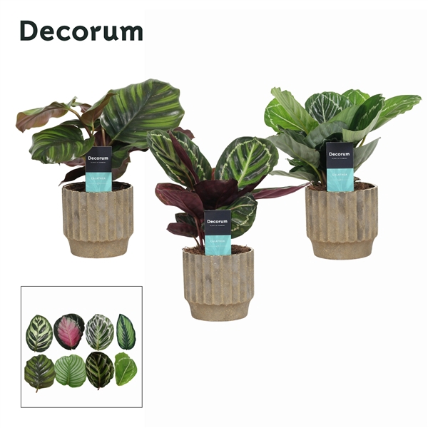 <h4>Calathea Mix in Ompot Jane (Decorum)</h4>