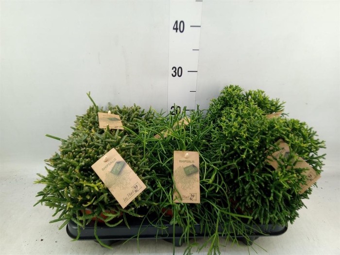 <h4>Rhipsalis   ...mix</h4>