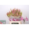 Nerine Ras van Roon