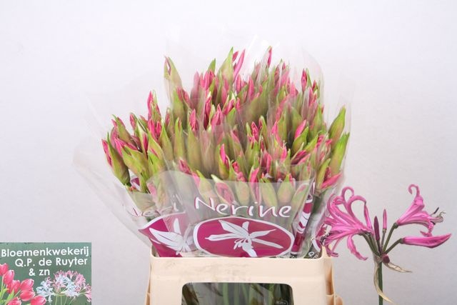 <h4>Nerine Ras van Roon</h4>