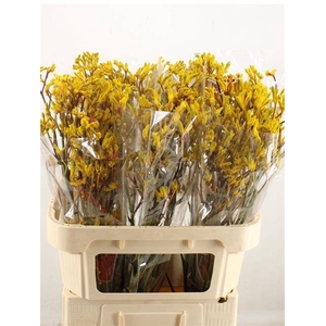 ANIGOZ YELLOW GEM X 20 TAK