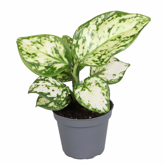 <h4>AGLAONEMA COMM. P6 VARIEGATA PEARL</h4>