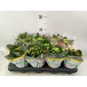 Kalanchoe blos.   ..rosebud mix  5