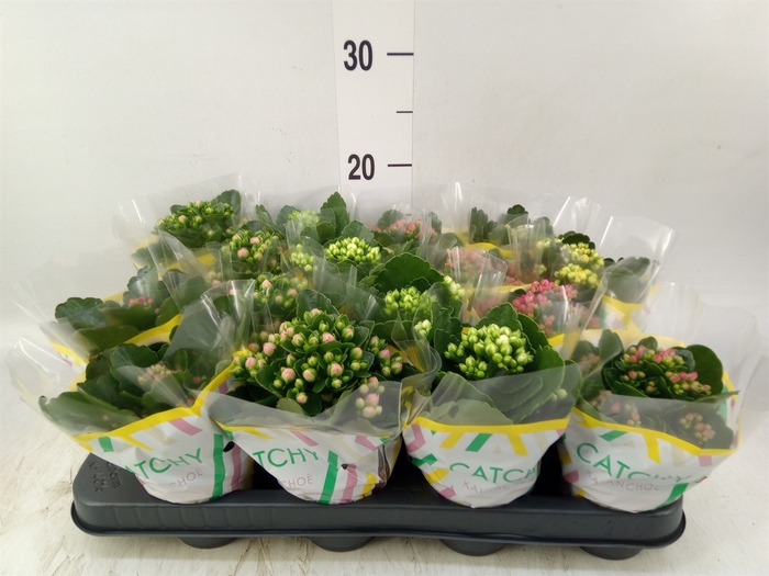 <h4>Kalanchoe blos.   ..rosebud mix  5</h4>