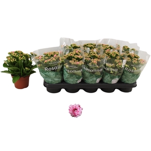 KAL GE ALANO BICOLOR