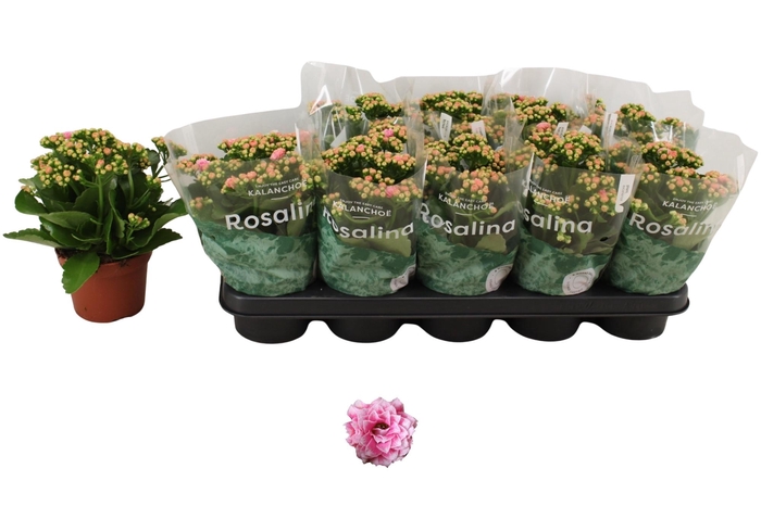 <h4>KAL GE ALANO BICOLOR</h4>