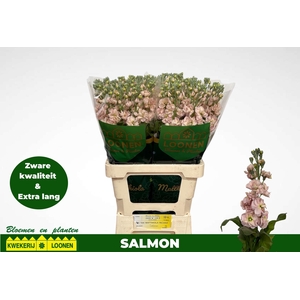 Matth Milla Salmon