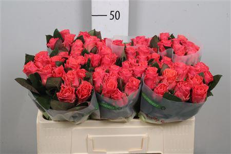 <h4>R Gr Pink Tacazzi+</h4>