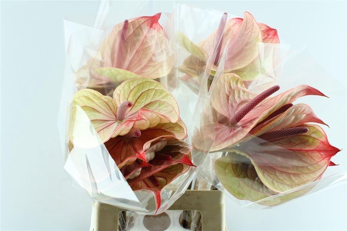 <h4>Anth A Tequila</h4>