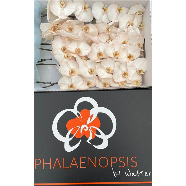<h4>Phal Coloured Caramel</h4>