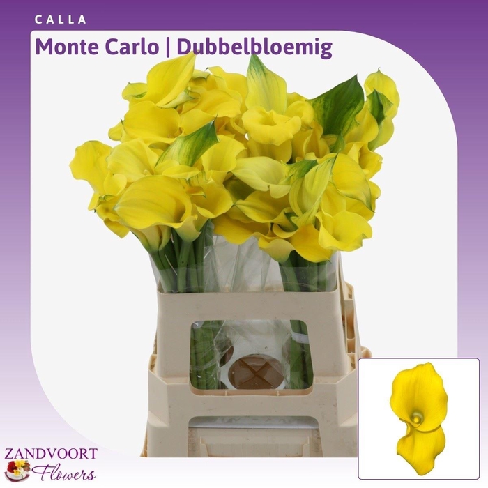 <h4>Calla Monte Carlo | Dubbelbloemig</h4>