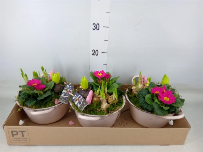 <h4>Arr.    Planten  L%</h4>