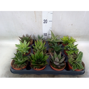 Aloe   ...mix