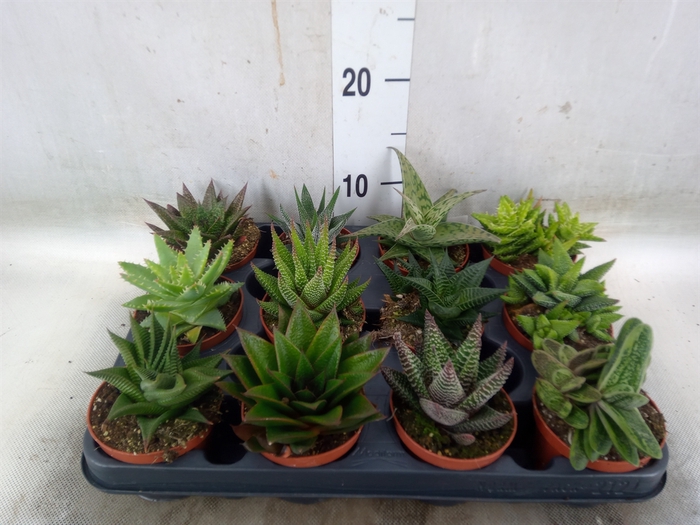 <h4>Aloe   ...mix</h4>