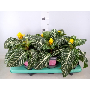 Aphelandra squar. 'Dania'