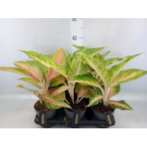 Aglaonema   ...