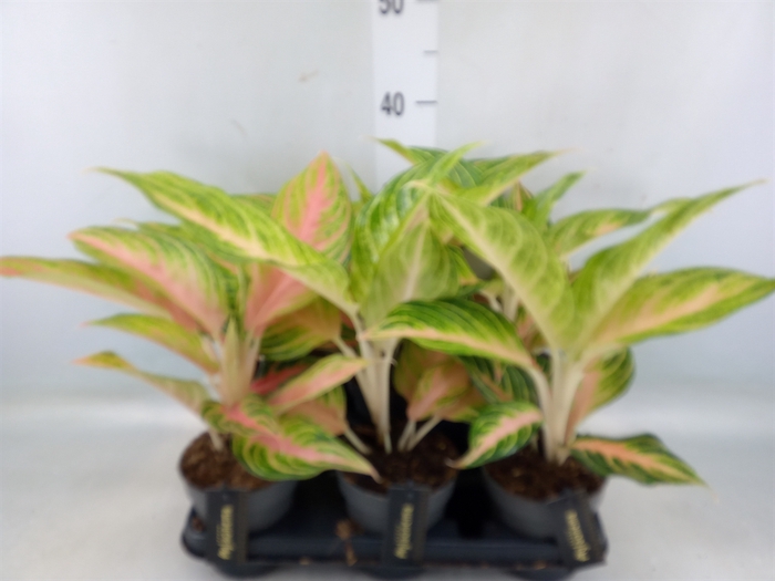 <h4>Aglaonema   ...</h4>