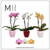 Mimesis Phal. Mix - 2 spike 7cm in Martine Mix Ceramic