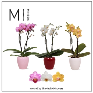 Mimesis Phal. Mix - 2 spike 7cm in Martine Mix Ceramic