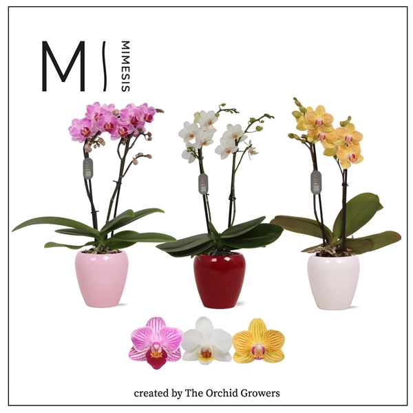 <h4>Mimesis Phal. Mix - 2 spike 7cm in Martine Mix Ceramic</h4>