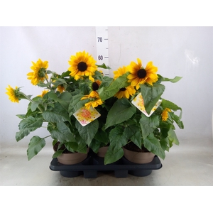 Helianthus an. 'Sunfinity Yel Cent'
