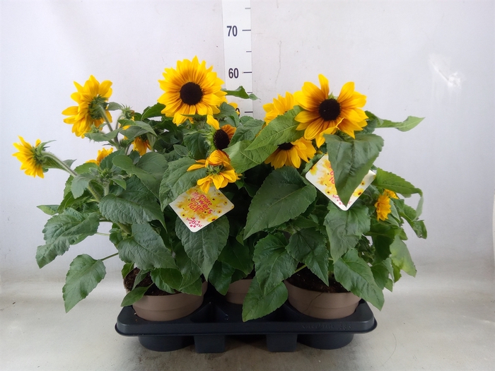 <h4>Helianthus an. 'Sunfinity Yel Cent'</h4>