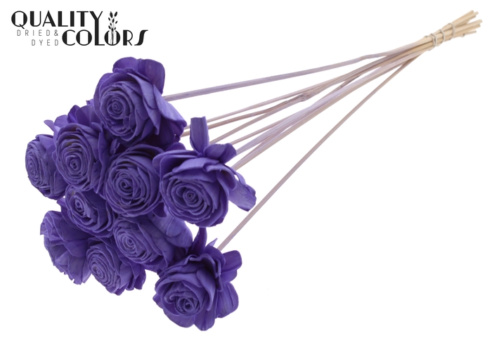 Shola Beauty Rose 6cm on stem Milka
