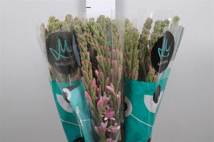 <h4>Poliant Elle Pink</h4>