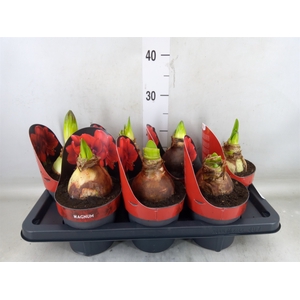 Hippeastrum GA 'Magnum'