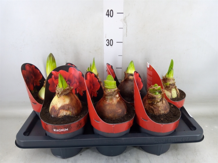 <h4>Hippeastrum GA 'Magnum'</h4>