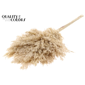 Pampas Grass 70cm 10st/bunch Bleached