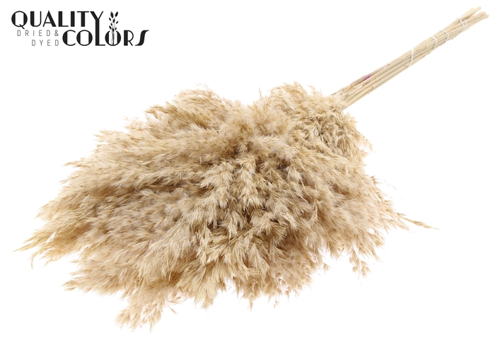 <h4>Pampas Grass 70cm 10st/bunch Bleached</h4>