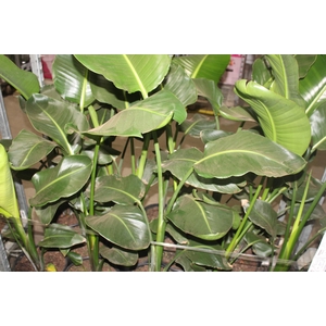 STRELITZIA NICOLAI P23
