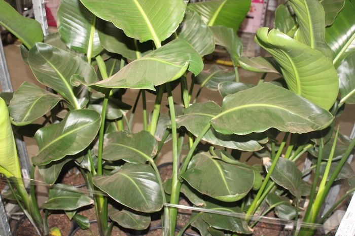 <h4>STRELITZIA NICOLAI P23</h4>