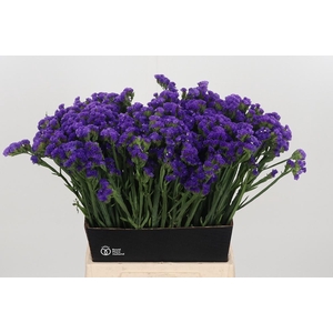 Limonium Crystal Dark Blue