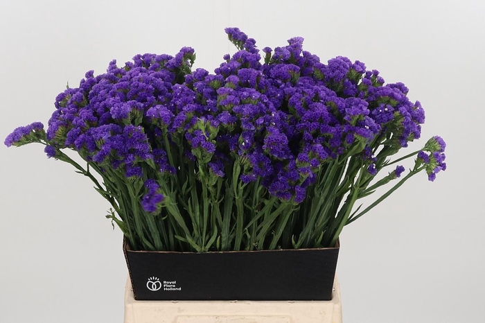 <h4>Limonium Crystal Dark Blue</h4>