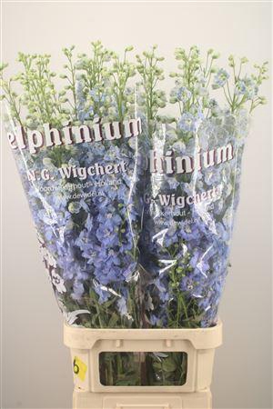 <h4>Delph El Dewi Boy Pale Blue</h4>