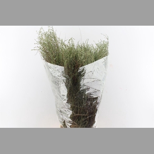 Thymus ( Tijm ) 300 Gram