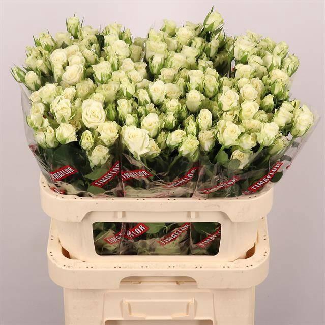 <h4>R TR SNOWFLAKE</h4>