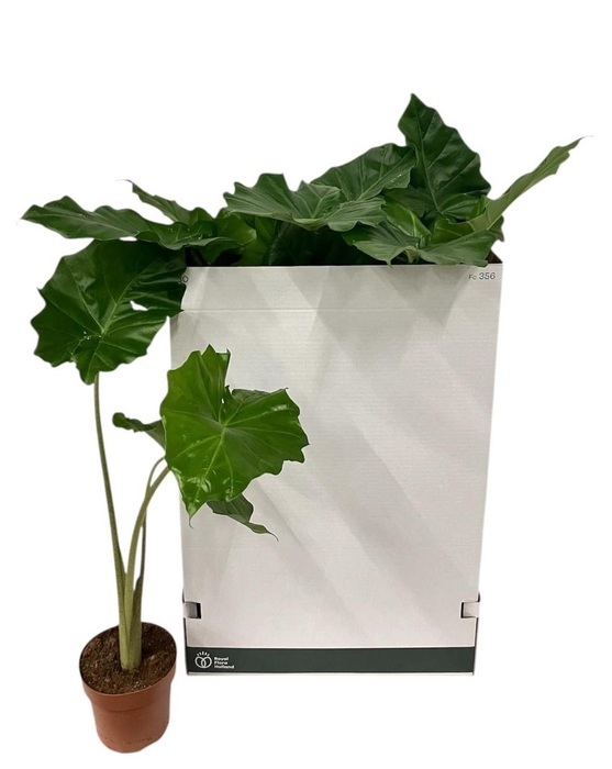 <h4>ALOC PORTODORA</h4>